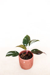 Philodendron anderson
